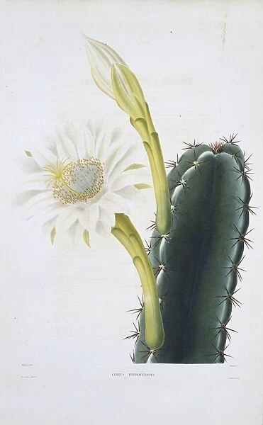 Cereus perrotetianus, lady of the night cactus