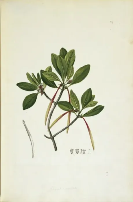 Framed Print : Ceriops tagal, yellow mangrove tree Framed Print : Ceriops tagal, yellow mangrove tree