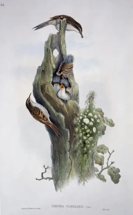 Framed Print : Certhia familiaris, Eurasian treecreeper Framed Print : Certhia familiaris, Eurasian treecreeper
