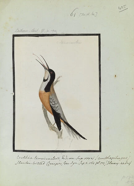 Certhia tenuistris, Latham Collection vol. 3