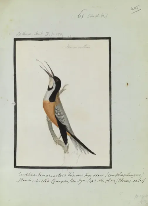 Framed Print : Certhia tenuistris, Latham Collection vol. 3 Framed Print : Certhia tenuistris, Latham Collection vol. 3