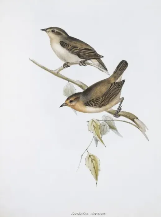 Framed Print : Certhidea olivacea, warbler-finch Framed Print : Certhidea olivacea, warbler-finch