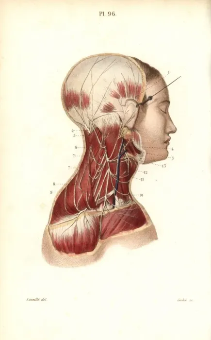 Framed Print : Cervical plexus Framed Print : Cervical plexus
