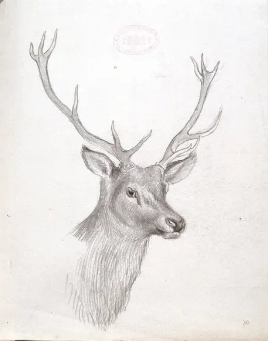 Framed Print : Cervidae (family), deer Framed Print : Cervidae (family), deer