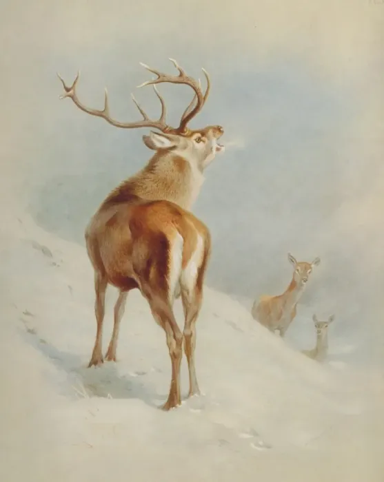 Framed Print : Cervus elaphus, red deer Framed Print : Cervus elaphus, red deer