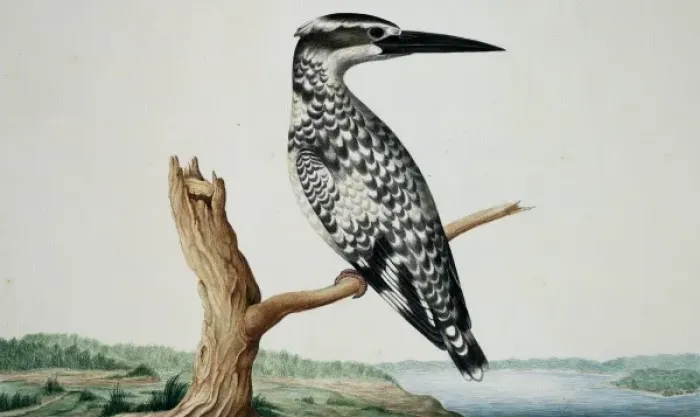 Framed Print : Ceryle rudis, pied kingfisher Framed Print : Ceryle rudis, pied kingfisher