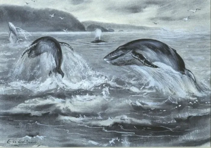 Framed Print : Cetacea (order), whale Framed Print : Cetacea (order), whale