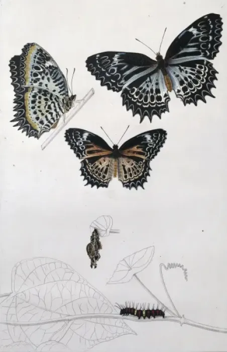 Framed Print : Cethosia mietneri, Tamil lace wing butterfly Framed Print : Cethosia mietneri, Tamil lace wing butterfly