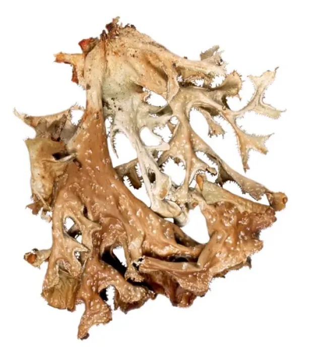 Framed Print : Cetraria islandica, lichen