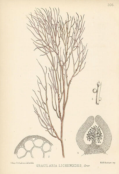 Ceylon moss, Gracilaria lichenoides
