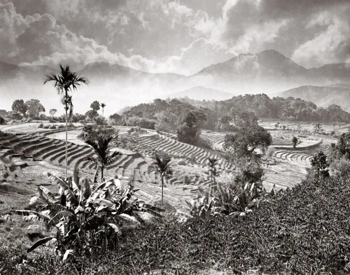 Framed Print : Ceylon - rice paddy fields, terraces, near Badulla Framed Print : Ceylon - rice paddy fields, terraces, near Badulla