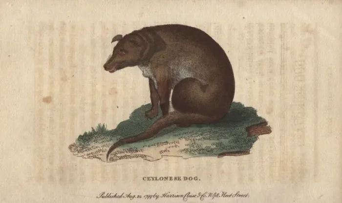 Framed Print : Ceylonese dog, Canis ceylonicus Framed Print : Ceylonese dog, Canis ceylonicus