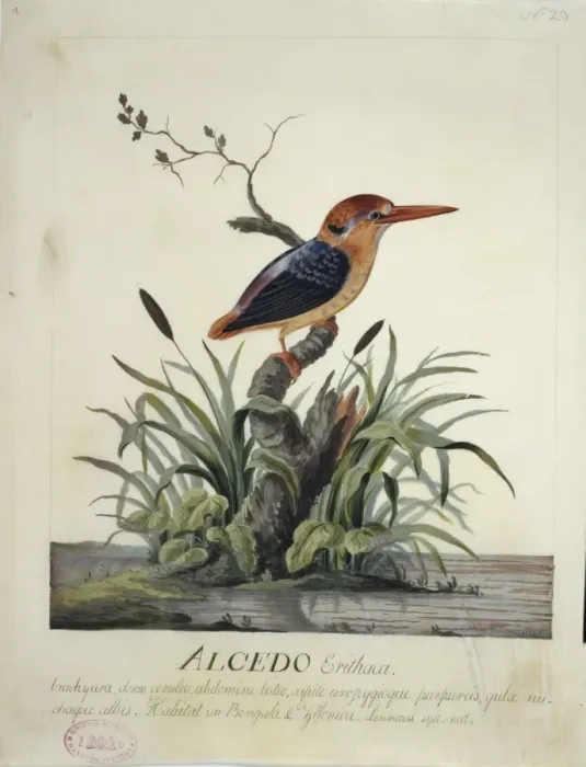 Framed Print : Ceyx erithaca, oriental dwarf kingfisher Framed Print : Ceyx erithaca, oriental dwarf kingfisher