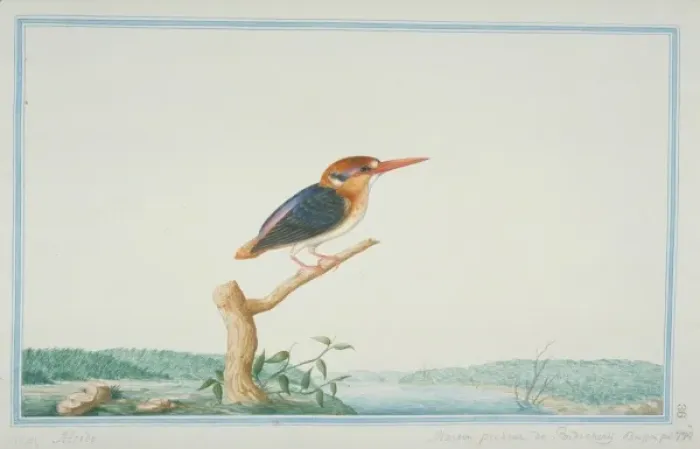 Framed Print : Ceyx erithaca, Oriental dwarf kingfisher Framed Print : Ceyx erithaca, Oriental dwarf kingfisher