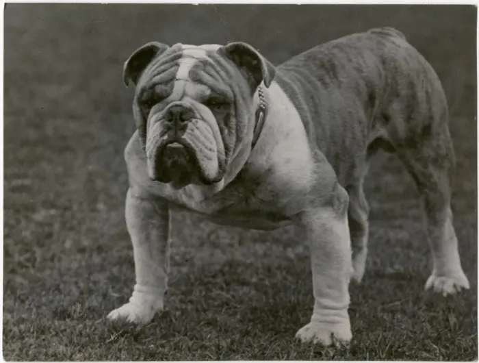 Framed Print : CH. Basford Revival bulldog Framed Print : CH. Basford Revival bulldog