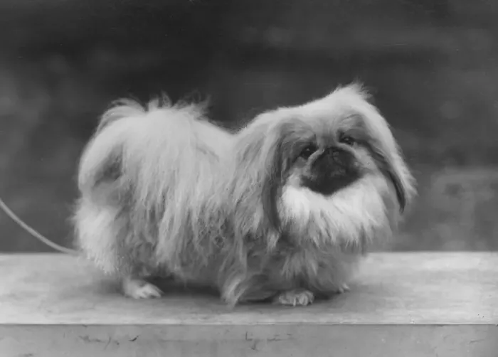 Framed Print : Ch. Tul Tuo of Alderbourne, owned by the Misses Ashton Cross. Pekingese. Date: 1958 Framed Print : Ch. Tul Tuo of Alderbourne, owned by the Misses Ashton Cross. Pekingese. Date: 1958