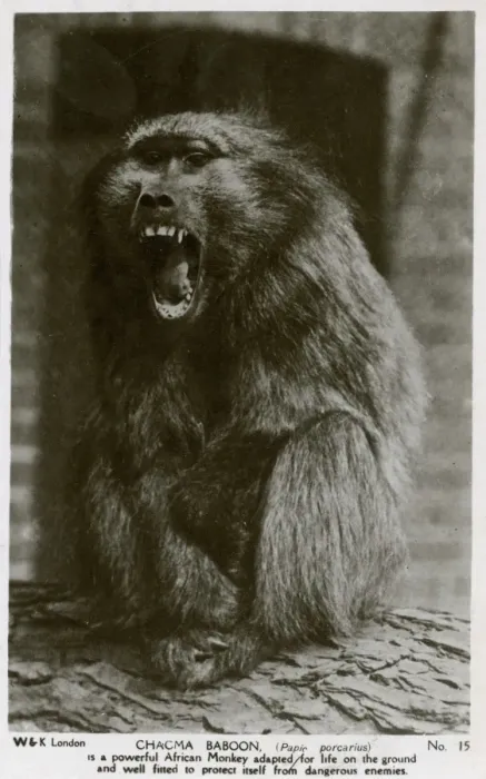 Framed Print : Chacma Baboon (papio porcarius) Framed Print : Chacma Baboon (papio porcarius)