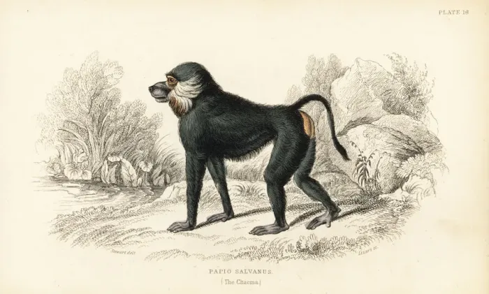 Framed Print : Chacma baboon, Papio ursinus Framed Print : Chacma baboon, Papio ursinus