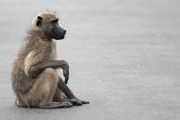 Chacma  /  Cape Baboon - sitting on the road