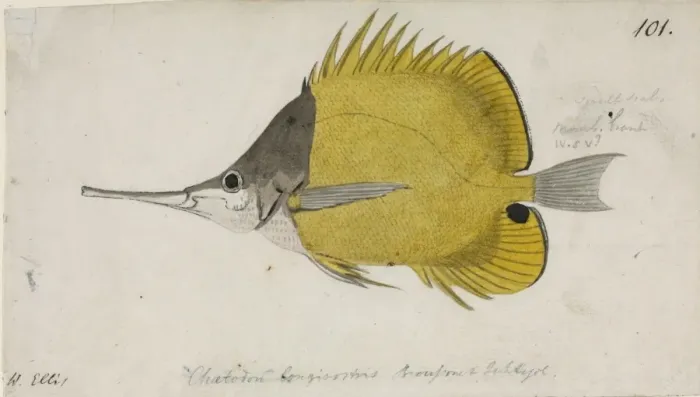 Framed Print : Chaetodon aculeatus, longsnout butterflyfish Framed Print : Chaetodon aculeatus, longsnout butterflyfish