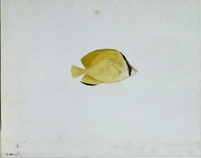 Framed Print : Chaetodon citrinellus, citron butterflyfish Framed Print : Chaetodon citrinellus, citron butterflyfish