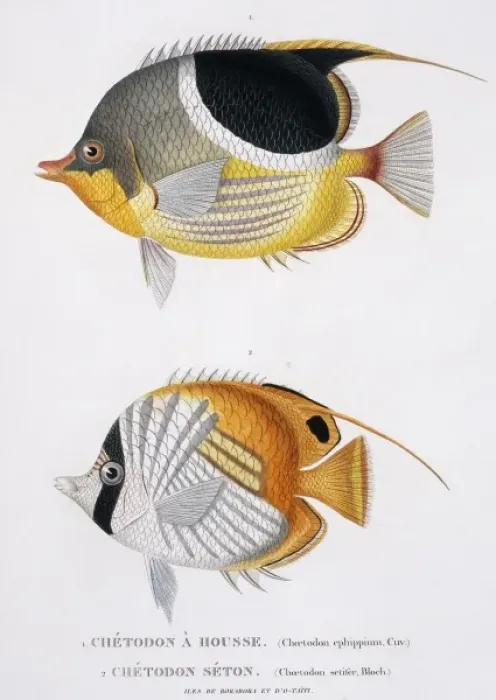 Framed Print : Chaetodon ephippium, Chaetodon ocellatus Framed Print : Chaetodon ephippium, Chaetodon ocellatus