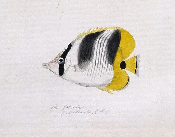 Chaetodon ulietensis, Pacific double-saddle butterflyfish
