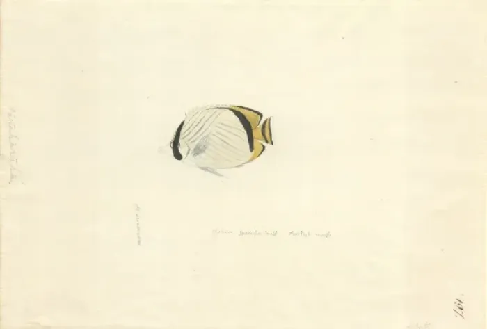 Framed Print : Chaetodon vagabundus, vagabond butterflyfish Framed Print : Chaetodon vagabundus, vagabond butterflyfish