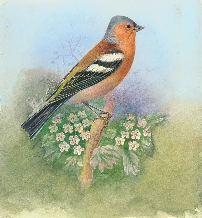 Framed Print : Chaffinch by George Rankin Framed Print : Chaffinch by George Rankin
