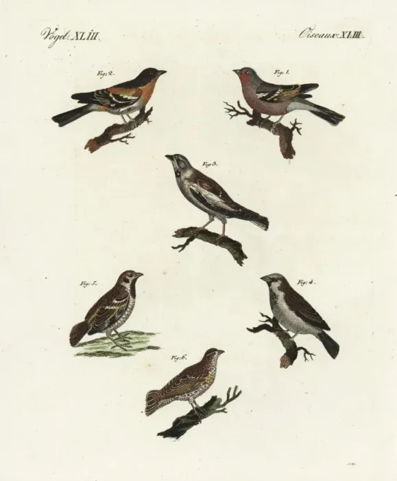 Framed Print : Chaffinch, brambling, white-winged snowfinch, and sparrows Framed Print : Chaffinch, brambling, white-winged snowfinch, and sparrows