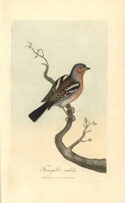 Framed Print : Chaffinch, Fringilla coelebs Framed Print : Chaffinch, Fringilla coelebs
