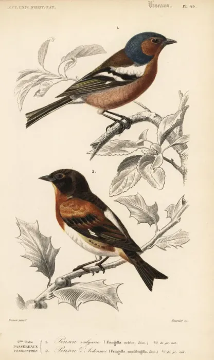 Framed Print : Chaffinch, Fringilla coelebs, and brambling Framed Print : Chaffinch, Fringilla coelebs, and brambling