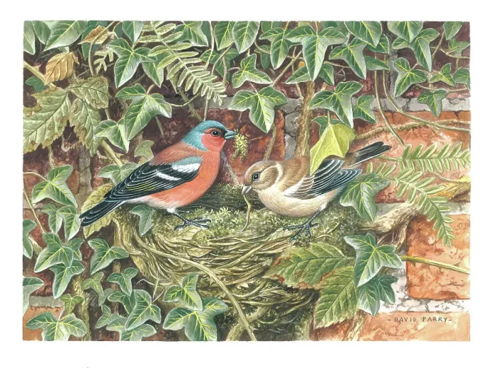 Framed Print : Chaffinches nest building Framed Print : Chaffinches nest building
