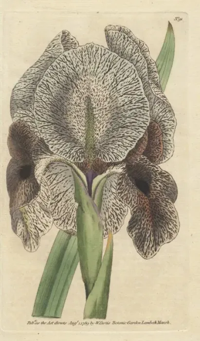 Framed Print : Chalcedonian iris or mourning iris, Iris susiana Framed Print : Chalcedonian iris or mourning iris, Iris susiana