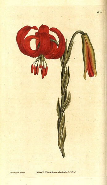 Chalcedonian lily, Lilium chalcedonicum