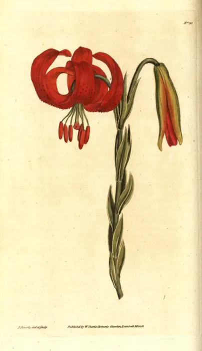 Framed Print : Chalcedonian lily, Lilium chalcedonicum Framed Print : Chalcedonian lily, Lilium chalcedonicum