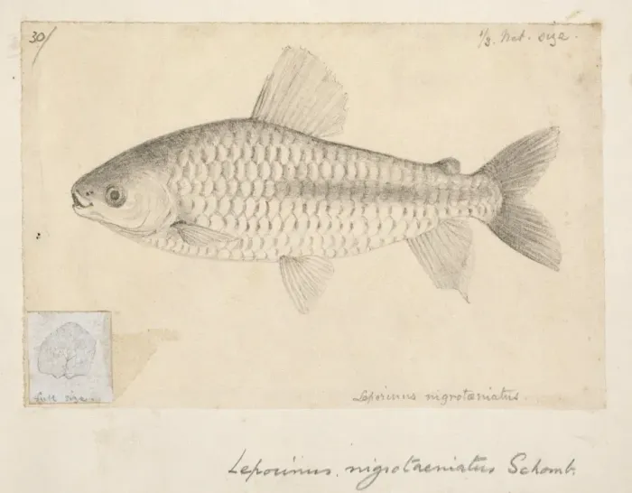 Framed Print : Chalceus nigrotaeniatus Framed Print : Chalceus nigrotaeniatus