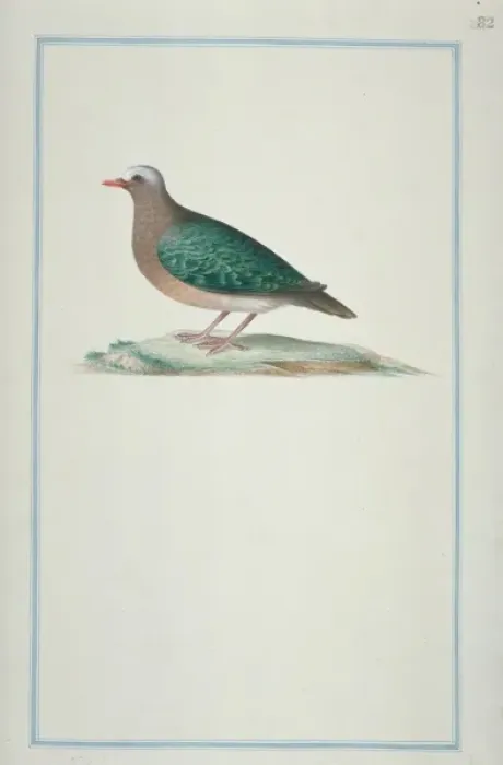 Framed Print : Chalcophaps indica, emerald dove Framed Print : Chalcophaps indica, emerald dove