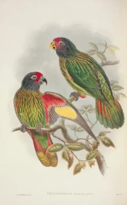 Framed Print : Chalcopsitta sintillata, yellow-streaked lory Framed Print : Chalcopsitta sintillata, yellow-streaked lory