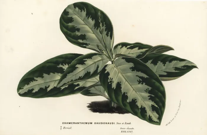 Framed Print : Chamaeranthemum beyrichii var. rotundifolium Framed Print : Chamaeranthemum beyrichii var. rotundifolium
