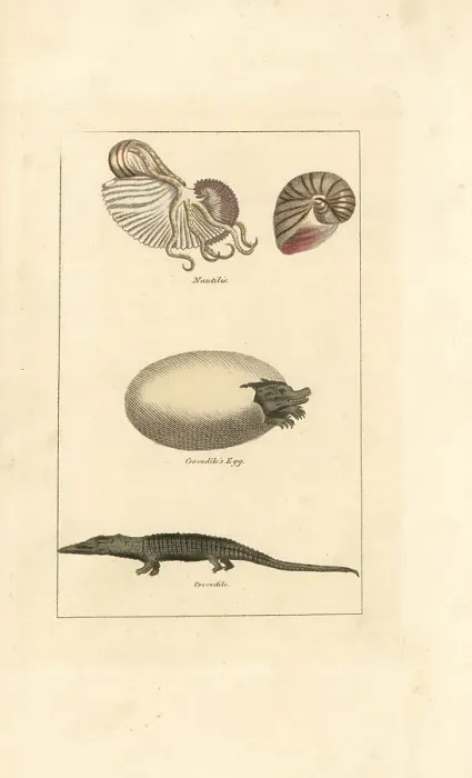 Framed Print : Chambered nautilus and crocodile and egg Framed Print : Chambered nautilus and crocodile and egg