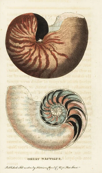 Chambered nautilus, Nautilus pompilius