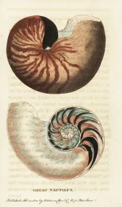 Framed Print : Chambered nautilus, Nautilus pompilius Framed Print : Chambered nautilus, Nautilus pompilius