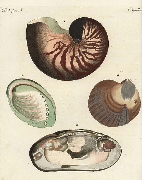 Chambered nautilus and pearl shells