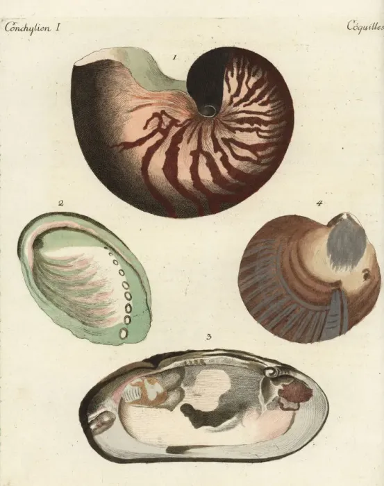 Framed Print : Chambered nautilus and pearl shells Framed Print : Chambered nautilus and pearl shells