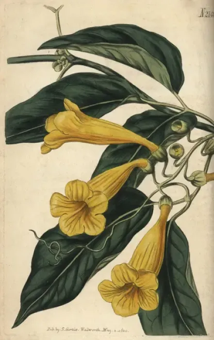 Framed Print : Chamberlaynes trumpet flower, Bignonia chamberlaynii Framed Print : Chamberlaynes trumpet flower, Bignonia chamberlaynii