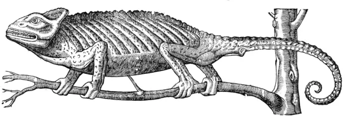 Framed Print : Chameleon from Topsells The history of four-footed beasts and serpents Date: 1658 Framed Print : Chameleon from Topsells The history of four-footed beasts and serpents Date: 1658