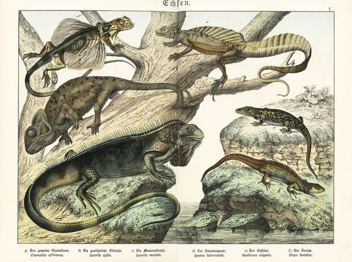 Framed Print : Chameleon, lizards, iguana, basilisk and flying dragon Framed Print : Chameleon, lizards, iguana, basilisk and flying dragon