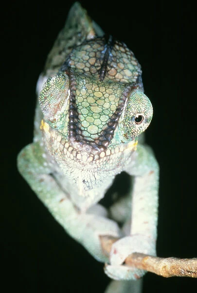 Chameleon - showing eyes swiveling