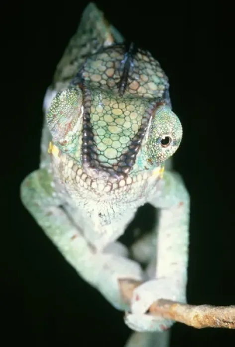 Framed Print : Chameleon - showing eyes swiveling Framed Print : Chameleon - showing eyes swiveling